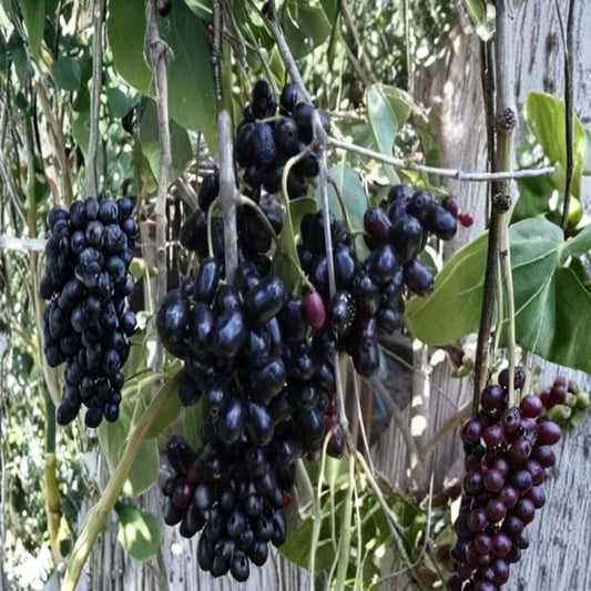 Black Java Plum Tree – Syzygium cumini Live Plant | 6–10 Inches Tall | Tropical Fruit Tree | Cây Trái Trâm | Edible Fruit Garden Plant