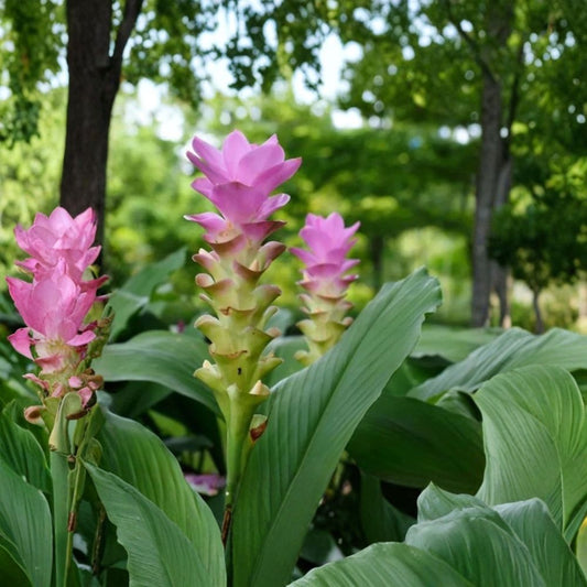 Ginger Curcuma Turmeric Live Plants – Curcuma longa | 4–6 Inches Tall | 2 Live Plants | Turmeric Rhizome Plant | Tropical Herb Garden
