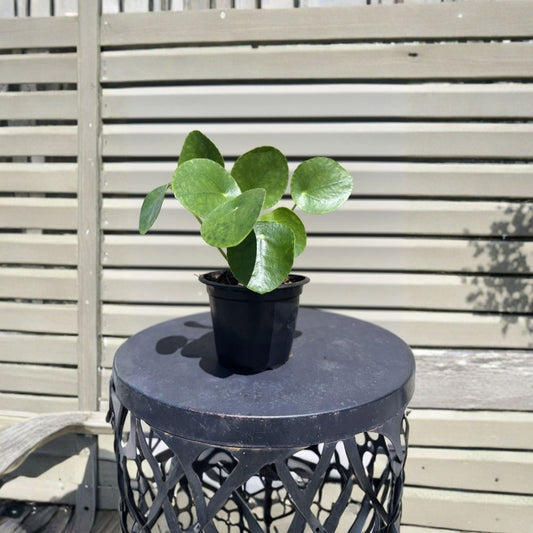 Chinese Money Plant – Pilea peperomioides Live Plant | 4 Inch Pot | Indoor Houseplant | Pet Friendly | Easy Care Plant
