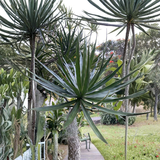 Hawaii Grown Dragon Tree Cuttings – Dracaena marginata | 3 Fresh Cuttings | 4–8 Inches Each | Leafless Starter Stems | Madagascar Dragon Tree