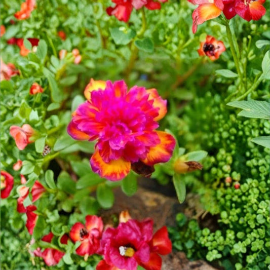 Portulaca ‘Seaglass Double Dragonfruit’ – Live Plant Plug | 1–3 Inches Tall | Vibrant Pink Double Blooms | Heat & Drought Tolerant | Sunny Garden Plant