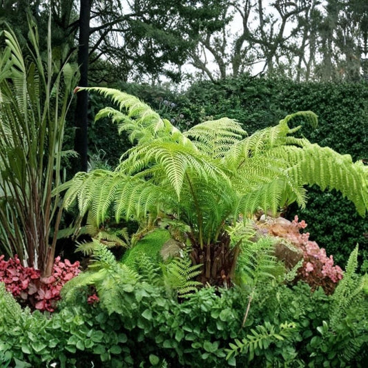 Australian Tree Fern Live Plant – Sphaeropteris cooperi | 6–8 Inches Tall | 4 Inch Nursery Size | Ships Without Pot | Tropical Fern