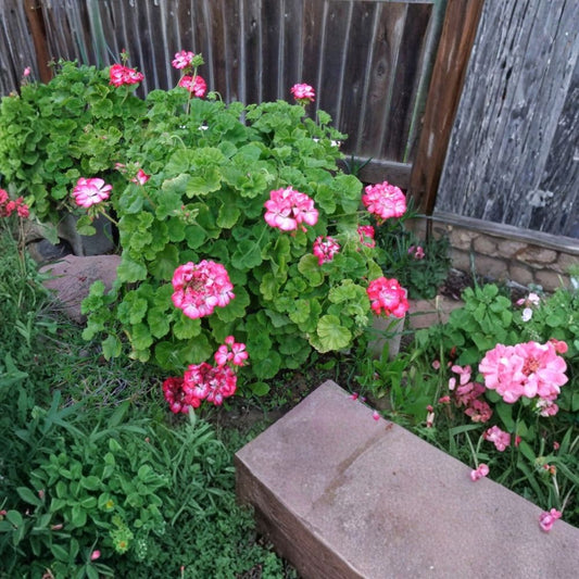 Rare Red & White Geranium Live Cuttings – Pelargonium | 2 Fresh 6 Inch Cuttings | Fragrant Flowers | Rooting Starter | No Roots or Pot