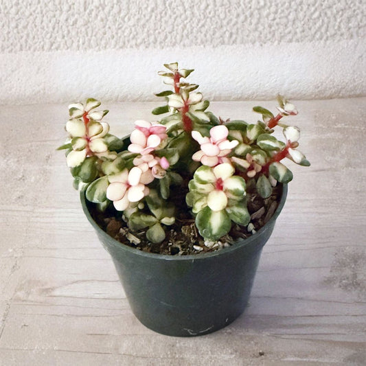 Variegated Elephant Bush Succulent – Portulacaria afra ‘Variegata’ Live Plant | 2 Inch Pot | Drought Tolerant | Indoor Succulent