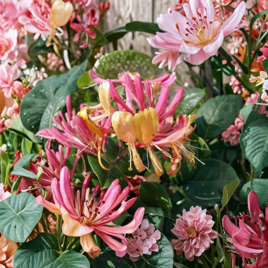Lonicera Flame Gold Honeysuckle Vine – Live Plant | 2.5 Inch Pot | Hardy Garden Vine | Pink & Yellow Flowers | Zones 5–9