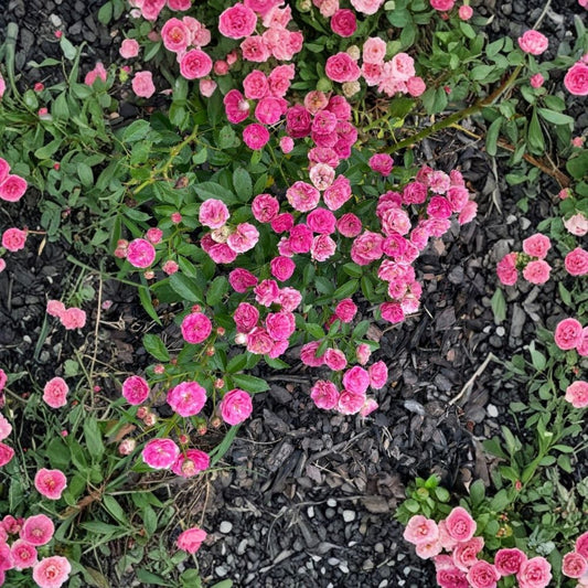 Kendyl Marie Polyantha Rose Live Cuttings – 4 Fresh Cuttings | 5–7 Inches | Pink Cluster Blooms | Fragrant Rose Shrub | Garden Rose