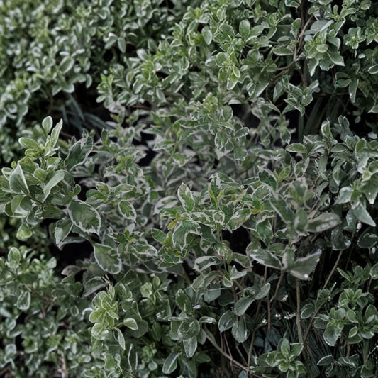 Variegated Duet Beautyberry Live Plant – Callicarpa dichotoma | 8–12+ Inches | White Berries | Variegated Foliage | Garden Shrub
