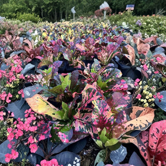 Croton Live Plants – 4 Pack | 4 Inch Pots | Assorted Red & Green Foliage | Outdoor Tropical Plants | Colorful Garden Plants