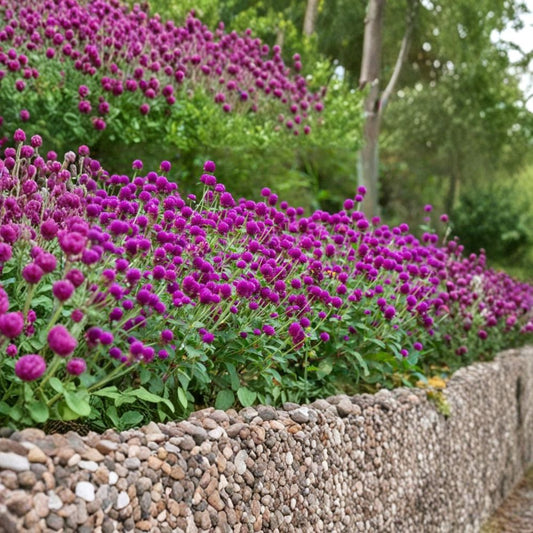 Ping Pong Purple Globe Amaranth Live Plants – Gomphrena globosa | 3 Starter Plants | Purple Flowers | Heat Loving Annual | Pollinator Garden