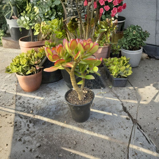 Large Jade Money Plant Live Bonsai – Crassula ovata | 1+ Foot Tall | Rooted Starter Tree | Succulent Houseplant | Bonsai Style