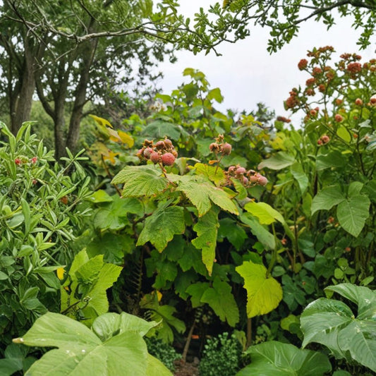Thimbleberry – Rubus parviflorus Live Plant | 3–4 Inches Tall | 5-Inch Pot | Native Berry Shrub | Red Berries | Wildlife Garden Plant