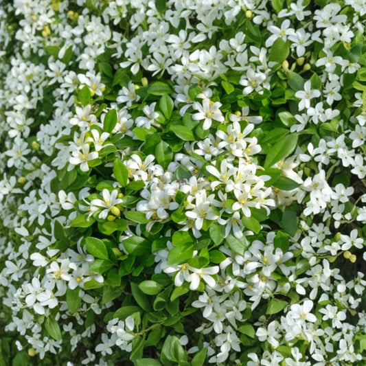 Orange Jasmine Live Plant – Murraya paniculata | 2–3 Feet Tall | 1 Gallon Pot | Fragrant Evergreen Shrub | White Flowers