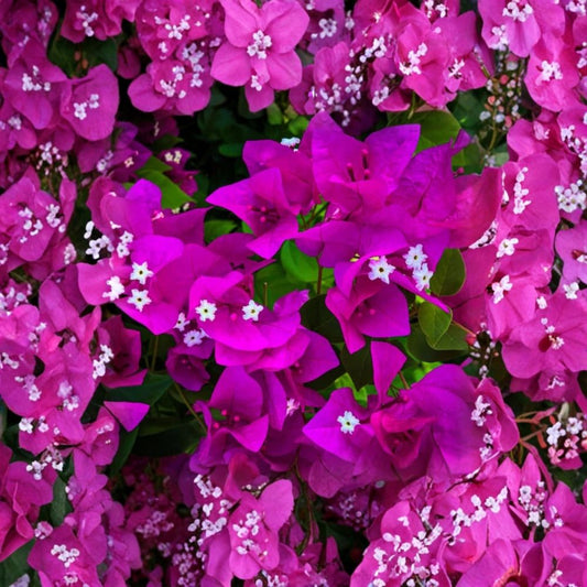 Purple Bougainvillea Live Plants – Bougainvillea | 3 Well-Rooted Plants | 4–7 Inches Tall | No Pot | Tropical Flowering Vine | Garden & Patio