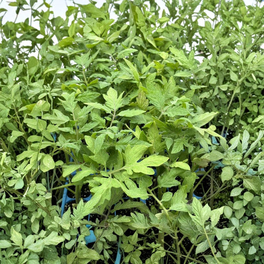 Park’s Whopper Tomato – Live Plants | Lot of 4 | 6–10+ Inches Tall | 60+ Days Old | Young Rooted Tomato Plants | Vegetable Garden