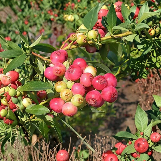 Pink Lemonade Blueberry – Vaccinium corymbosum Live Plant | 4–6 Inches Tall | Rooted Plant | Ships Without Pot | Pink Fruit | Edible Berry Shrub