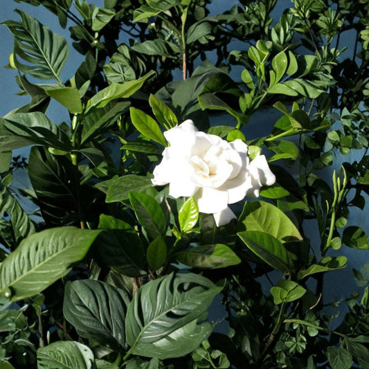7 Gardenia Cape Jasmine Cuttings – Gardenia jasminoides | 6-Inch Unrooted Cuttings | Fragrant White Flowers | Heirloom Variety | Propagation Starter