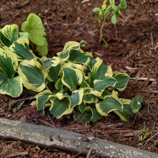 Hosta ‘Mini Skirt’ – Live Potted Plant | 2-Inch Pot | Hosta of the Year 2024 | Blue-Green & Cream Foliage | Shade Garden Perennial