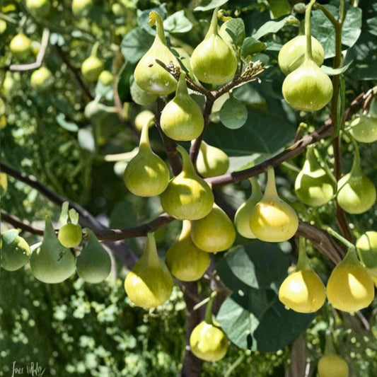 LSU Gold Fig Tree – Live Plants Set of 2 | 4–6 Inches Tall | Gold Fig | Fruiting Fig Tree | Edible Garden Plant