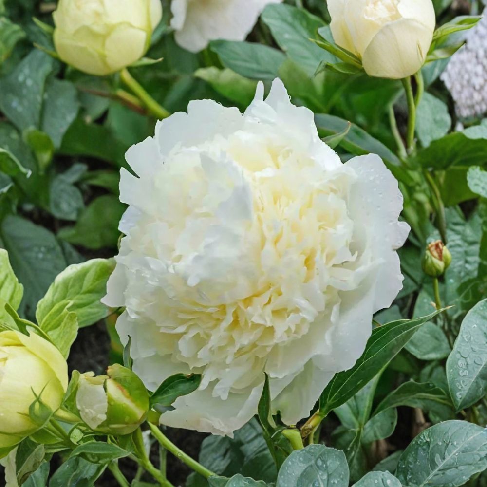 Duchesse de Nemours Peony Bare Root – Paeonia Live Root | Fragrant White Flowering Perennial | Hardy Garden Peony | Easy to Grow