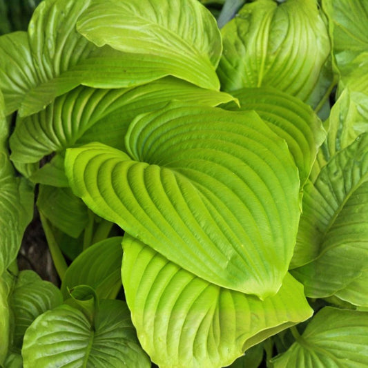 Hosta 'Sum and Substance' – 3 Bare Root Plants | Chartreuse Shade Perennial | Summer Lavender Blooms | Hardy Garden Hosta