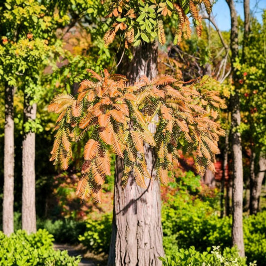 Dawn Redwood Tree – Metasequoia glyptostroboides Bare Root Live Starter | 12–24 Inches Tall | Fast Growing Deciduous Conifer | Landscape Tree