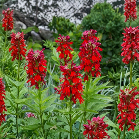 Red Cardinal Flower – Lobelia cardinalis 5 Bare Live Roots | Native Perennial Wildflower | Hummingbird & Butterfly Garden | Easy to Grow