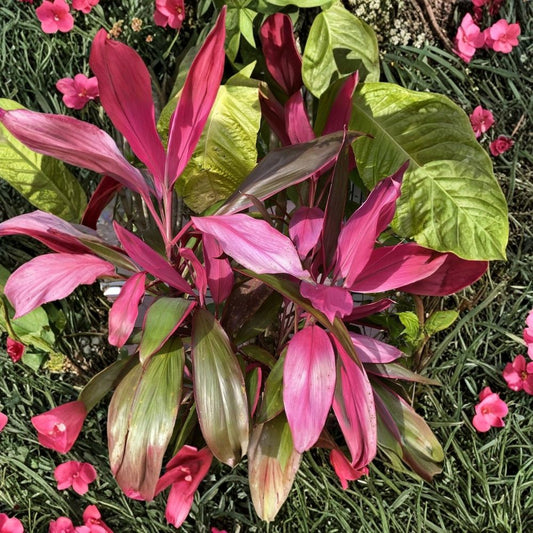Hawaiian Ti Plant – Cordyline fruticosa 8 Live Cuttings | 5–7 Inches Long | No Roots | Tropical Ornamental Plant | Easy to Propagate
