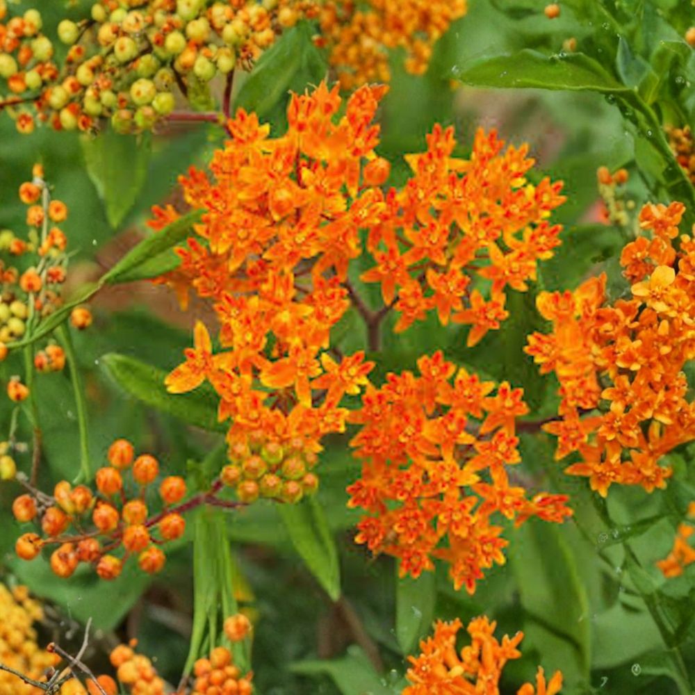 Butterfly Weed – Asclepias tuberosa 10 Bare Live Roots | Native Milkweed Wildflower | Pollinator Garden Favorite | Easy to Grow