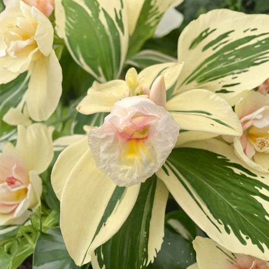 Variegated Spiral Ginger – Costus speciosus 'Variegata' Live Rooted Plant | 3 Inch Nursery Pot | Tropical Ornamental | White & Green Foliage