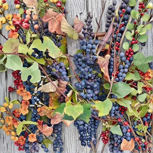 Concord Grape Vine – Vitis labrusca Live Bare Root Starter Plant | 6–14 Inches Tall | Organic Fruit Vine | Easy to Grow