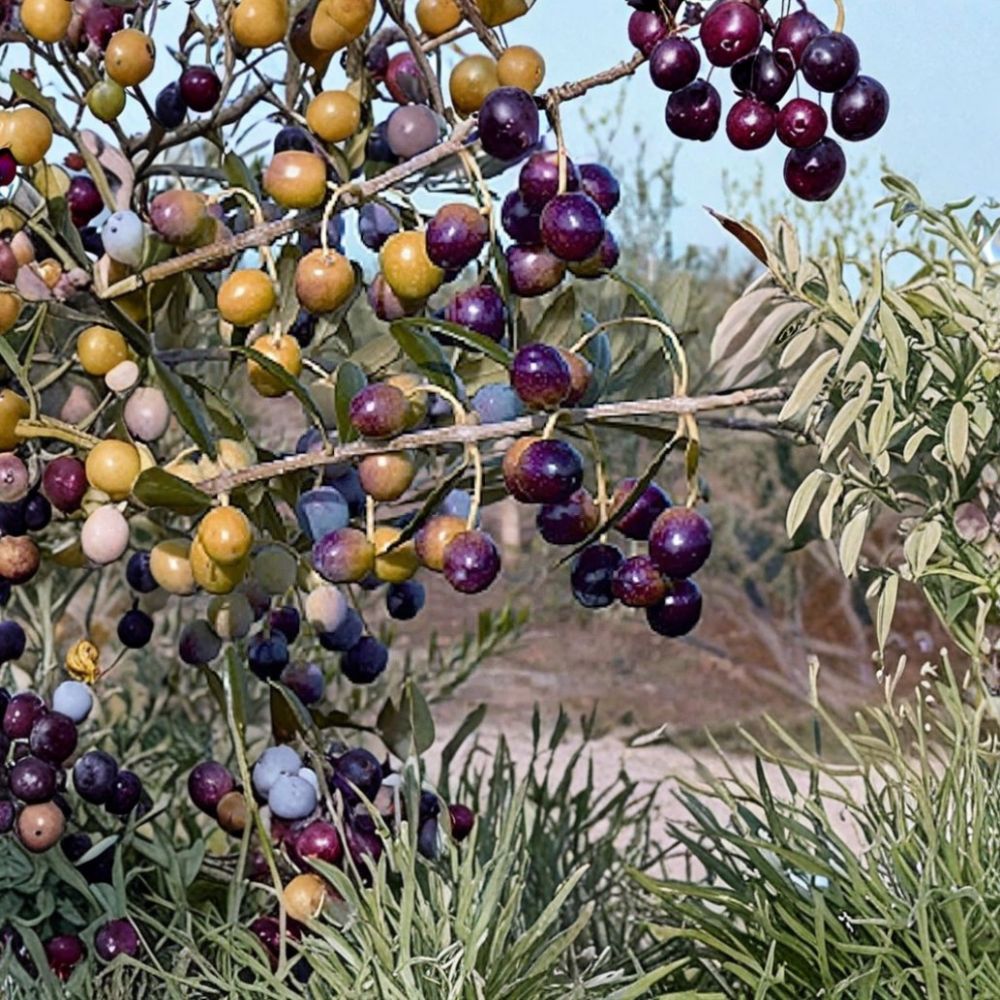 Olive Tree – Olea europaea Live Starter Plant | Buy 1 Get 1 Free | 4–6 Inches Tall | Well Rooted | Easy to Grow