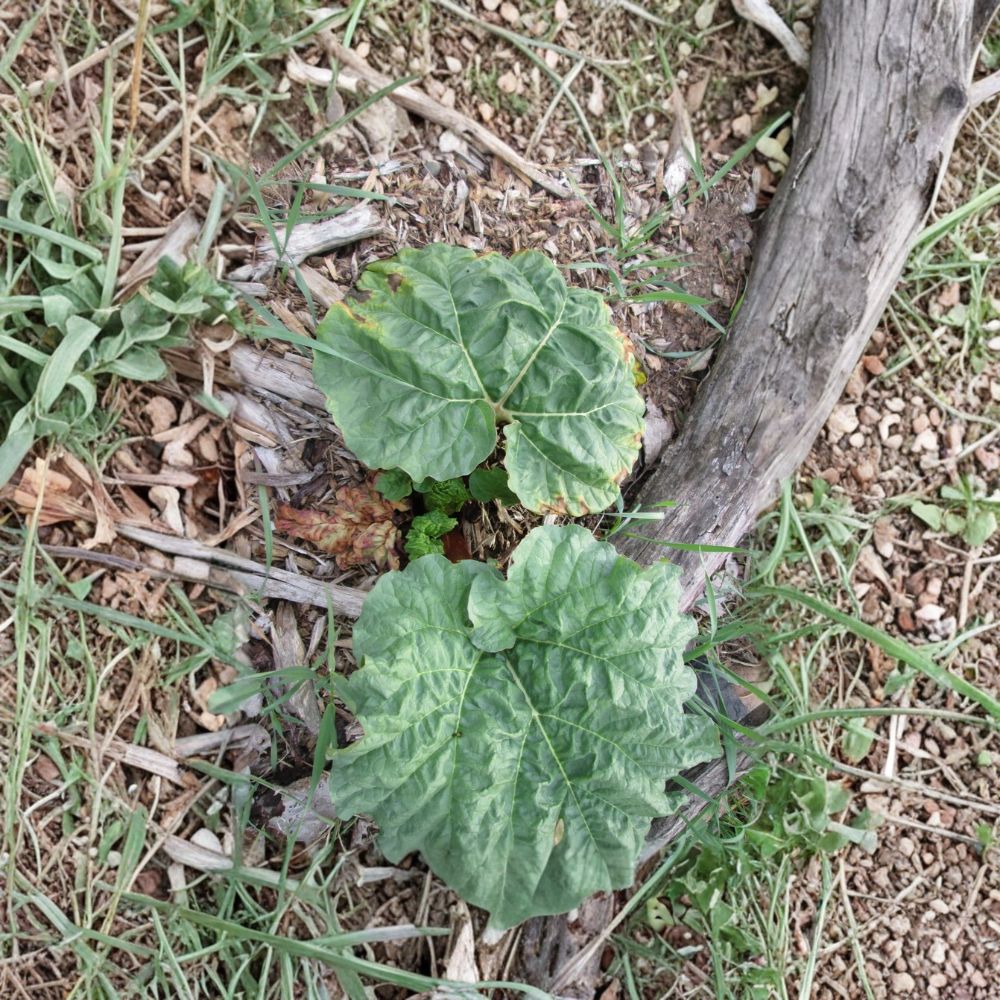 Victoria Red Rhubarb – Rheum rhabarbarum Live Bare Root Crown | Freshly Dug | Hardy Perennial | Edible Garden Plant