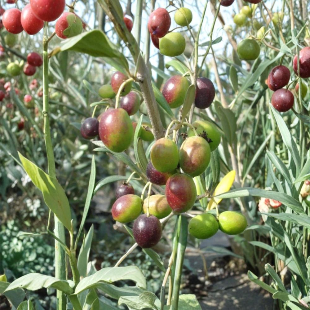 Arbequina Olive Tree – Olea europaea 'Arbequina' Live Starter Plant | 4–6 Inches Tall | No Pot | Dwarf Fruit Tree | Patio & Garden Friendly