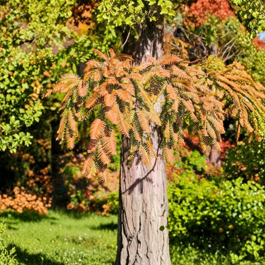 Dawn Redwood Tree – Metasequoia glyptostroboides Live Bare Root Starter | 12–24 Inches Tall | Fast Growing Deciduous Conifer | Easy to Grow