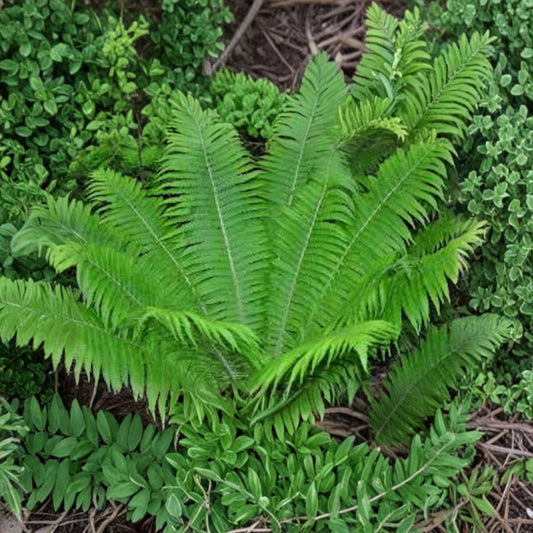 Ostrich Fern – Matteuccia struthiopteris 3 Bare Live Roots | Native Shade Fern | Edible Fiddlehead Fern | Woodland Garden Favorite