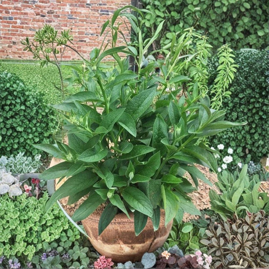 Russian Comfrey Bocking #4 – Symphytum × uplandicum Live Root Crowns | 2.5 Pounds | Organically Grown | Sterile Perennial