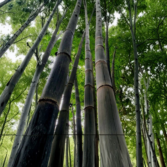 California Giant Black Bamboo – Phyllostachys nigra 'Daikokuchiku' Live Bare Root Rhizome | Black Timber Bamboo | Fast Growing Privacy Plant