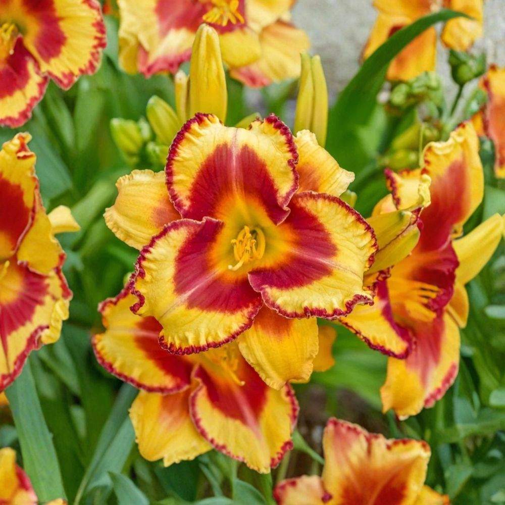 Daylily 'Fooled Me' – Live Bare Root Plant | Award-Winning Perennial | Bright Summer Blooms | Easy to Grow