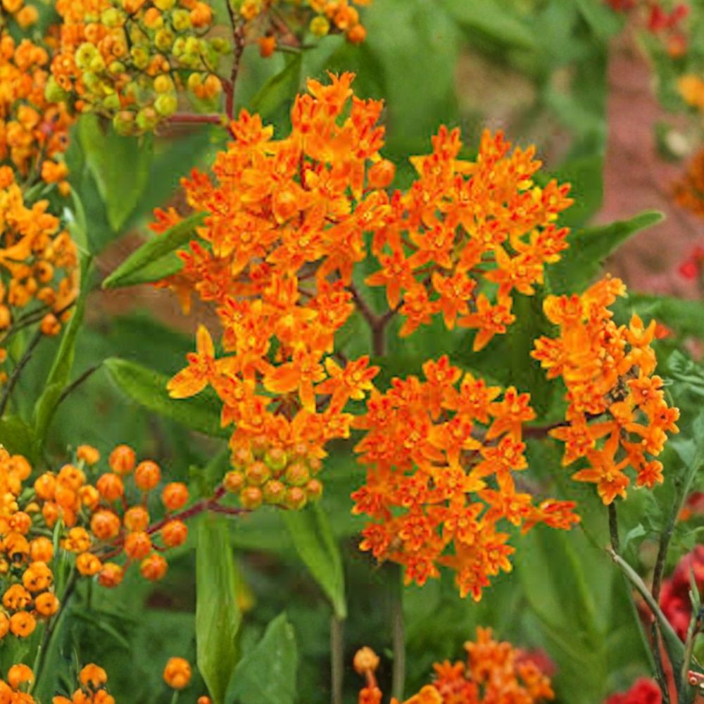 Butterfly Weed – Asclepias tuberosa 10 Bare Live Roots | Native Milkweed Wildflower | Monarch Butterfly Plant | Easy to Grow