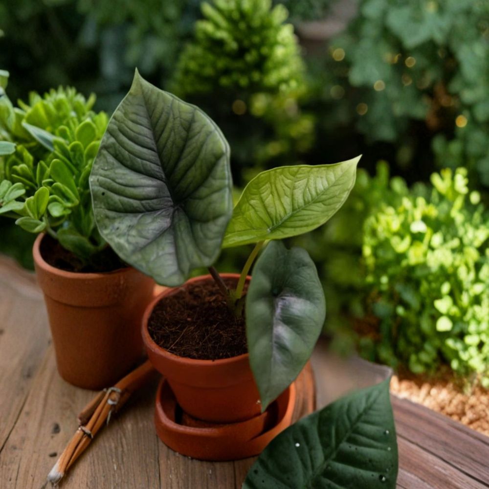 Alocasia Platinum – 2 Live Starter Plants | 4–6 Inches Tall | Rare Tropical Houseplant | Ships No Pot