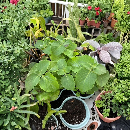 Cuban Oregano – Plectranthus amboinicus Organic Live Rooted Plant | 6–8 Inches Tall | Fragrant Culinary Herb | Easy to Grow