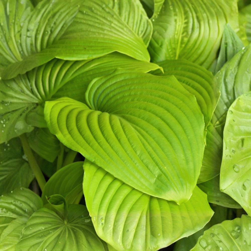 Hosta 'Sum and Substance' – 3 Bare Live Roots | Giant Shade Perennial | Chartreuse Foliage | Summer Blooming Plant