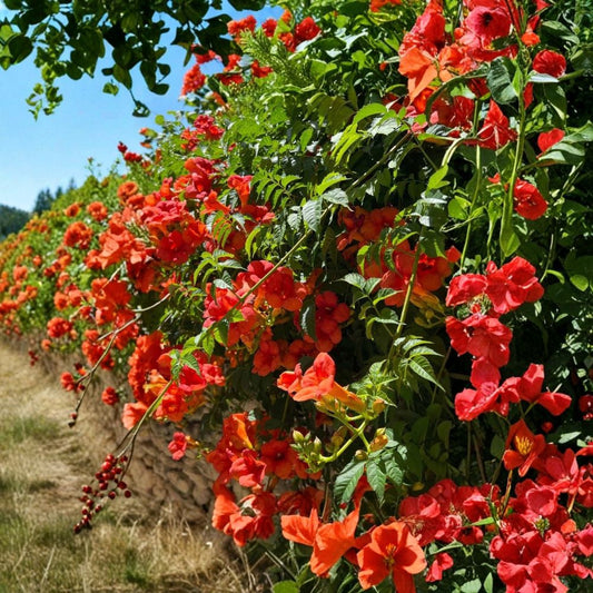 Orange Trumpet Vine – Campsis radicans 5 Bare Live Plants | Fast Growing Climbing Vine | Hummingbird & Pollinator Favorite