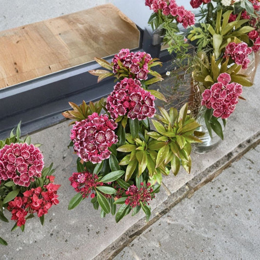 Keepsake Mountain Laurel – Kalmia latifolia Live Starter Plant | 4–8 Inches Tall | Includes Nursery Pot | Native Evergreen Shrub