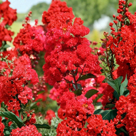 Red Crape Myrtle – Lagerstroemia indica 5 Bare Root Starter Shrubs | 12–18 Inches Tall | Summer Blooming Ornamental | Easy to Grow