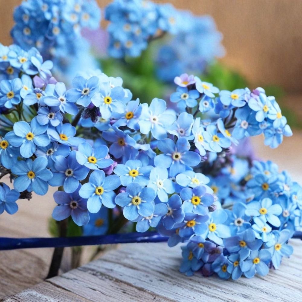 Forget-Me-Not – Myosotis scorpioides 4 Bare Live Plants | Perennial Wildflower | Border & Pollinator Garden | Easy to Grow