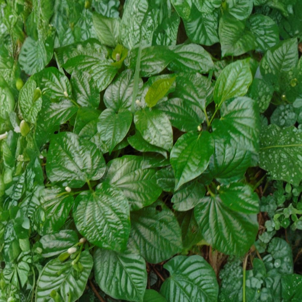 Wild Betel Leaf – Piper sarmentosum 5 Live Rooted Plants | Lá Lốt | Tropical Culinary Herb | Easy to Grow