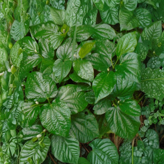 Wild Betel Leaf – Piper sarmentosum 5 Live Rooted Plants | Lá Lốt | Tropical Culinary Herb | Easy to Grow