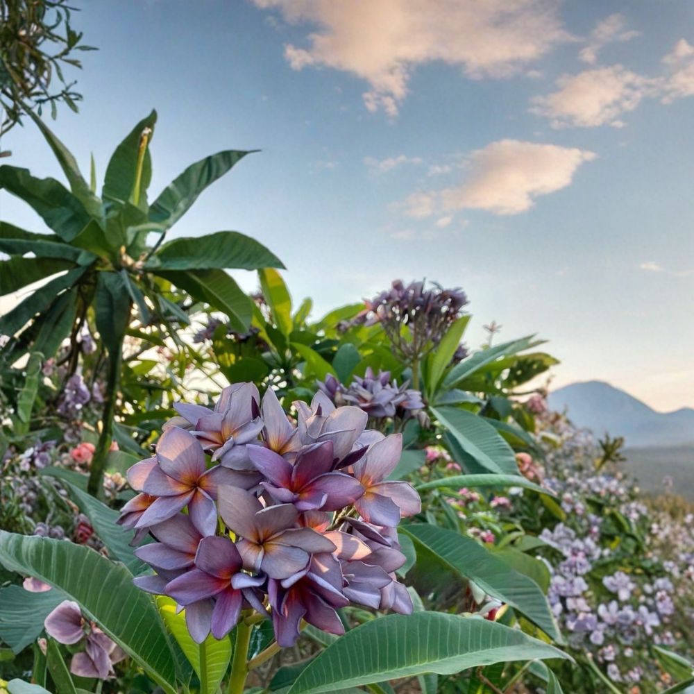 Blue Canyon Plumeria – Grafted Live Plant with Roots | 18–24 Inches Tall | Rare Fragrant Tropical Flower | Exotic Collector Variety