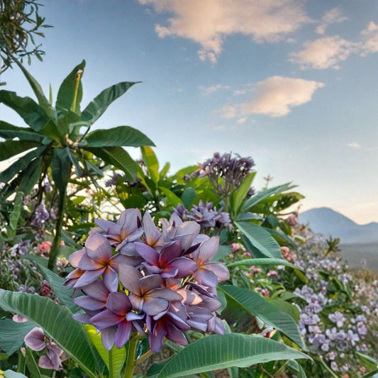 Blue Canyon Plumeria – Grafted Live Plant with Roots | 18–24 Inches Tall | Rare Fragrant Tropical Flower | Exotic Collector Variety